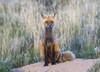 USA, Wyoming, Sublette County. Female red fox sitting at her den site. Poster Print by Elizabeth Boehm - Item # VARPDDUS51EBO0746