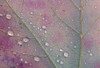 Canada, Ontario, Sioux Narrows. Red maple leaf and rain drops in autumn. Poster Print by Jaynes Gallery - Item # VARPDDCN08BJY0456