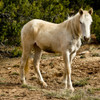 Indian pony, free range, Canyon de Chelly, National Monument, Chinle, USA Poster Print by Michel Hersen - Item # VARPDDUS03MHE0397