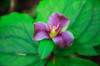 Western white trillium, Redwood National and State Parks, California Poster Print by Mallorie Ostrowitz (24 x 18) # US05MOS0031