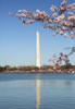 USA, Washington D.C. The Washington Monument framed by cherry blossoms Poster Print by Charles Sleicher - Item # VARPDDUS09CSL0003