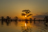 USA, Louisiana, Atchafalaya National Wildlife Refuge. Sunrise on swamp.  Poster Print by Jaynes Gallery - Item # VARPDDUS19BJY0147