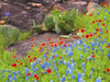 Blanket flowers and bluebonnets. Texas Hill Country, north of Buchanan Dam Poster Print by Sylvia Gulin - Item # VARPDDUS44SGU0018