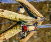 Male Carolina duck swimming, Juanita Bay Park, Kirkland, Washington State Poster Print by William Perry (24 x 18) # US48WPE0244