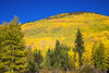 Fall aspens on Red Mountain Pass, Uncompahgre National Forest, Colorado, USA Poster Print by Russ Bishop - Item # VARPDDUS06RBS0060