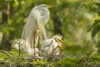 USA, Louisiana, Evangeline Parish. Great egret adult and chicks at nest.  Poster Print by Jaynes Gallery - Item # VARPDDUS19BJY0177
