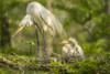 USA, Louisiana, Evangeline Parish. Great egret adult and chicks at nest.  Poster Print by Jaynes Gallery - Item # VARPDDUS19BJY0282