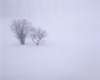 USA, Oregon, Wallowa Lake State Park. Winter snow and fog among small trees. Poster Print by John Barger - Item # VARPDDUS38JBA0190