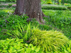 Flowering plants and textures growing around a large tree trunk in a garden Poster Print by Julie Eggers (24 x 18) # US39JEG0001