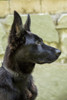 Issaquah, WA. Close-up portrait of a four month old German Shepherd puppy.  Poster Print by Janet Horton - Item # VARPDDUS48JHO0176