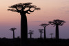 Madagascar, Morondava, 'Baobab Alley'. The Grandidier's baobab are silhouetted Poster Print by Ellen Goff - Item # VARPDDAF24EGO0003