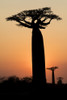 Madagascar, Morondava, 'Baobab Alley'. The Grandidier's baobab are silhouetted Poster Print by Ellen Goff - Item # VARPDDAF24EGO0004