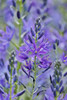 Camas close-up in field, Fort Rodd Hill, Victoria, British Columbia, Canada Poster Print by Darrell Gulin - Item # VARPDDCN02DGU0010