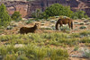 Indian ponies, free range, Canyon de Chelly, National Monument, Chinle, USA Poster Print by Michel Hersen - Item # VARPDDUS03MHE0396