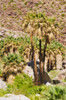 Oasis in Borrego Palm Canyon, Anza-Borrego Desert State Park, California, USA Poster Print by Russ Bishop - Item # VARPDDUS05RBS0993 Oasis in Borrego Palm Canyon, Anza-Borrego Desert State Park, California, USA Poster Print by Russ Bishop - Item # VARPDDUS05RBS0993