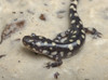 Wild eastern tiger salamander, Ambystoma tigrinum tigrinum, Central Florida. Poster Print by Maresa Pryor - Item # VARPDDUS10MPR1127