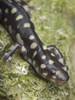 Wild eastern tiger salamander, Ambystoma tigrinum tigrinum, Central Florida. Poster Print by Maresa Pryor - Item # VARPDDUS10MPR1129