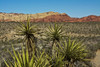 Soaptree yucca and Red Rock Canyon National Conservation Area, Nevada, USA. Poster Print by Michel Hersen - Item # VARPDDUS29MHE0159