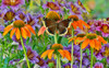 Orange coneflowers and painted tongue with resting mourning cloak butterfly Poster Print by Darrell Gulin (24 x 18) # US48DGU1763