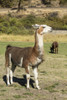 Leavenworth, WA. Alpacas feeding in the pasture at the Purple Crayon Ranch.  Poster Print by Janet Horton - Item # VARPDDUS48JHO0836