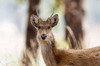 India, Madhya Pradesh, Kanha National Park Headshot of a young male barasingha Poster Print by Ellen Goff (24 x 18) # AS10EGO0074