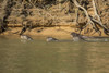 Pantanal, Mato Grosso, Brazil. Four Giant River Otters hunting fish together. Poster Print by Janet Horton - Item # VARPDDSA04JHO0051