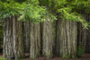 USA, California, Jedediah Smith Redwoods State Park. Redwood trees scenic.  Poster Print by Jaynes Gallery - Item # VARPDDUS05BJY1360