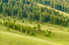 National bison Range, Montana, USA Palouse Prairie grasslands on steep hills Poster Print by Janet Horton (24 x 18) # US27JHO0029