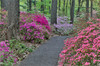 Path and azaleas in bloom, Jenkins Arboretum and Garden, Devon, Pennsylvania Poster Print by Darrell Gulin (24 x 18) # US39DGU0049