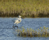 Immature white-morph reddish egret, Egretta rufescens, San Antonio Bay, Texas Poster Print by Maresa Pryor - Item # VARPDDUS44MPR0167