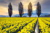 Fields of yellow daffodils in late March, Skagit Valley, Washington State Poster Print by Alan Majchrowicz (24 x 18) # US48AMA0094