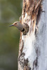 Yellowstone National Park, a female northern flicker emerges from its nest hole Poster Print by Ellen Goff (18 x 24) # US51EGO0238