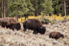 Yellowstone National Park, Wyoming, USA Bison family walking in Lamar Valley Poster Print by Janet Horton (24 x 18) # US51JHO0083