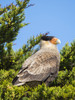 Southern crested caracara (Caracara plancus), Carcass Island, Falkland Islands Poster Print by Martin Zwick - Item # VARPDDSA09MZW0969