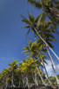 Palms along the Puna Coast, Big Island, Hawaii, (Before the lava flow of 2018) Poster Print by Maresa Pryor - Item # VARPDDUS12MPR0070
