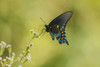 USA, Louisiana, Evangeline Parish. Pipevine swallowtail butterfly close-up.  Poster Print by Jaynes Gallery - Item # VARPDDUS19BJY0154