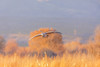 USA, New Mexico, Bosque del Apache Wildlife Refuge. Sandhill cranes landing. Poster Print by Jaynes Gallery - Item # VARPDDUS32BJY0363