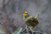 USA, Washington State. Pacific Wren, Troglodytes pacificus, singing from a perch. Poster Print by Gary Luhm - Item # VARPDDUS48GLU1015