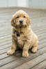 Issaquah, WA. Eight week old Golden Retriever puppy sitting on a wooden deck.  Poster Print by Janet Horton - Item # VARPDDUS48JHO0354