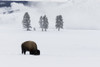 Wyoming, Yellowstone NP. American bison bull foraging beneath the snow for grass Poster Print by Ellen Goff - Item # VARPDDUS51EGO0027