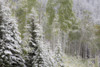 Fresh late summer snow on Evergreen trees, Banff National Park, Alberta, Canada Poster Print by Sylvia Gulin - Item # VARPDDCN01SGU0018
