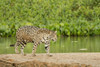 Pantanal, Mato Grosso, Brazil. Jaguar walking on a sandbar on the Cuiaba River. Poster Print by Janet Horton - Item # VARPDDSA04JHO0068