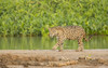 Pantanal, Mato Grosso, Brazil. Jaguar walking on a sandbar on the Cuiaba River. Poster Print by Janet Horton - Item # VARPDDSA04JHO0172