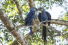 Pantanal, Mato Grosso, Brazil. Mated pair of hyacinth macaws showing affection  Poster Print by Janet Horton - Item # VARPDDSA04JHO0181