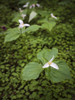 USA, California, Jedediah Smith Redwoods State Park. Trillium flower plants.  Poster Print by Jaynes Gallery - Item # VARPDDUS05BJY1361