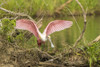 USA, Louisiana, Vermilion Parish. Roseate spoonbill picking up nesting twig.  Poster Print by Jaynes Gallery - Item # VARPDDUS19BJY0245