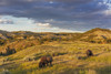 Bison grazing in badlands in Theodore Roosevelt National Park, North Dakota, USA Poster Print by Chuck Haney - Item # VARPDDUS35CHA0428