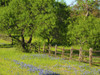 Wildflowers along Highway 29 between Llano and Buchanan Dam, Texas Hill Country Poster Print by Sylvia Gulin - Item # VARPDDUS44SGU0008