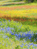 Wildflowers along Highway 29 between Llano and Buchanan Dam, Texas Hill Country Poster Print by Sylvia Gulin - Item # VARPDDUS44SGU0011