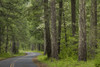 USA, Washington State, Gifford Pinchot National Forest. Road through forest.  Poster Print by Jaynes Gallery - Item # VARPDDUS48BJY1030